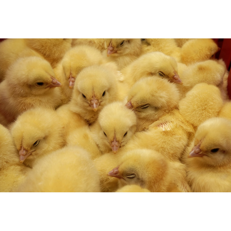Chick by Ariusz - Wrapped Canvas Print, 81cm H x 122cm W x 3.8cm D