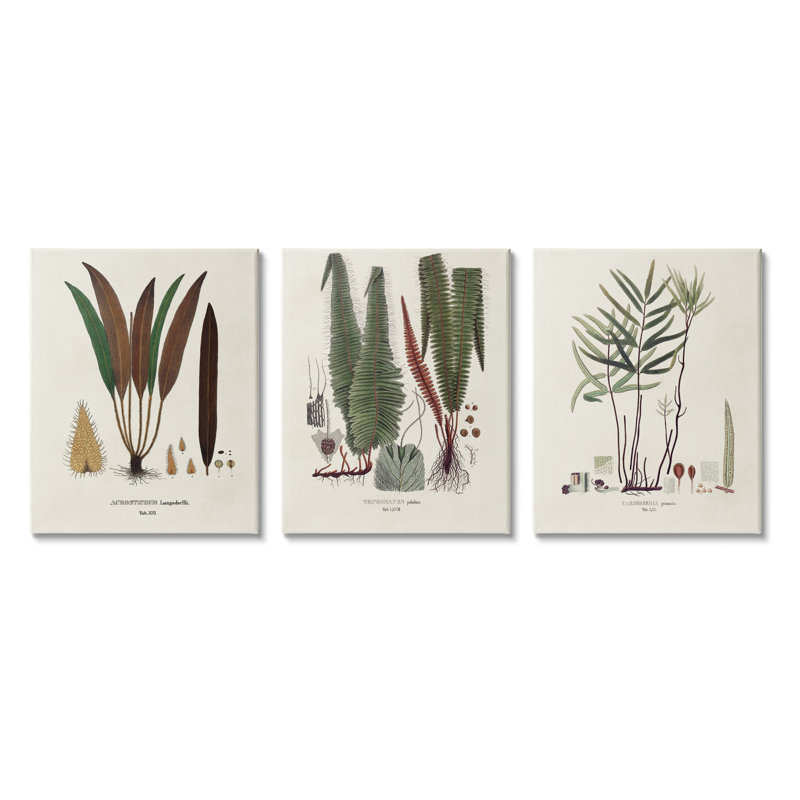 Études botaniques rétro 3 pièces par Vision Studio, H 14 po x l 33 po x P 1,5 po