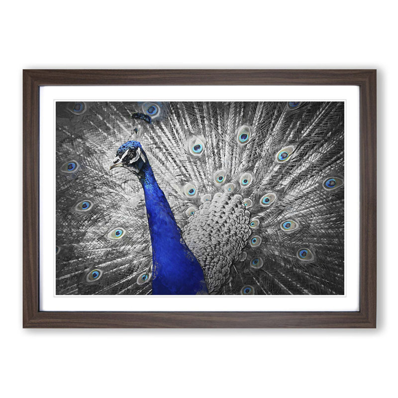 Peacock with Its Feathers Spread - Picture Frame Graphic Art Print on MDF, 36cm H x 48cm W x 2cm D, Walnut Framed