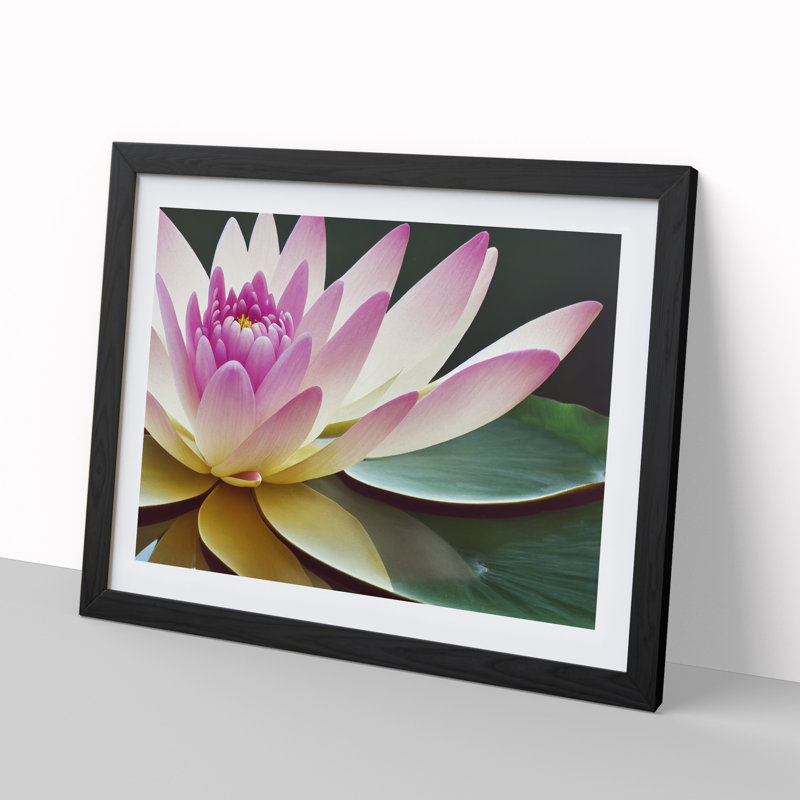 Innovative Water Lily Flower - Single Picture Frame Print, Black, 34cm H x 46cm W x 2cm D