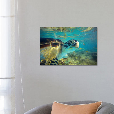 Green Sea Turtle, Balicasag Island, Philippines I 1 Piece Wrapped Canvas Wall Art