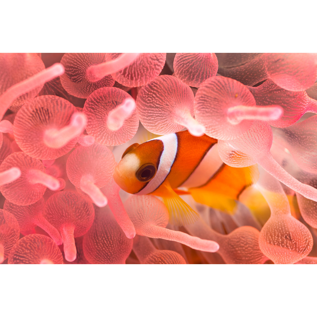 Junger Clarks Anemonenfisch in rosa Blasenanemone, Sumbawa, Indonesien