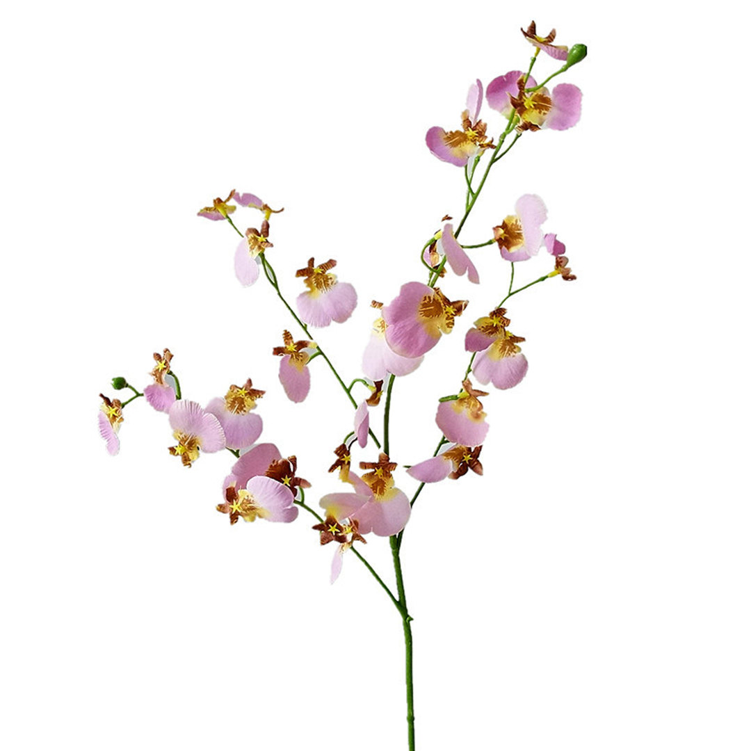 Dancing Peacock Orchid Stems