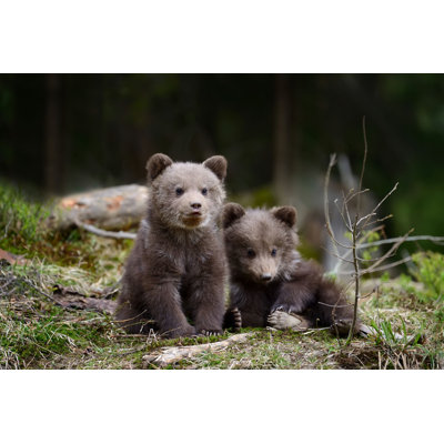" Brown Bear Cubs " by Byrdyak