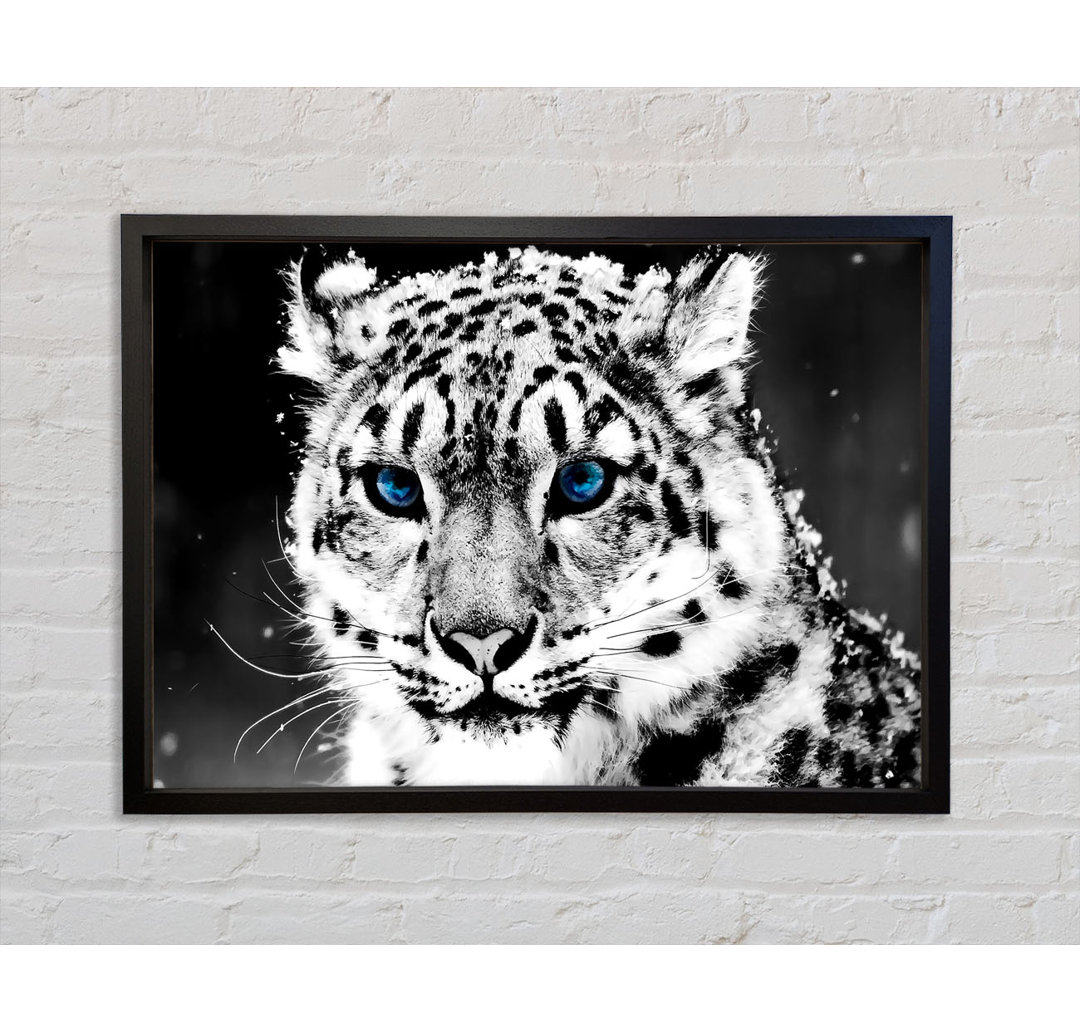 Snow Blue Eye Leopard - Einzelbildrahmen Kunstdrucke auf Leinwand