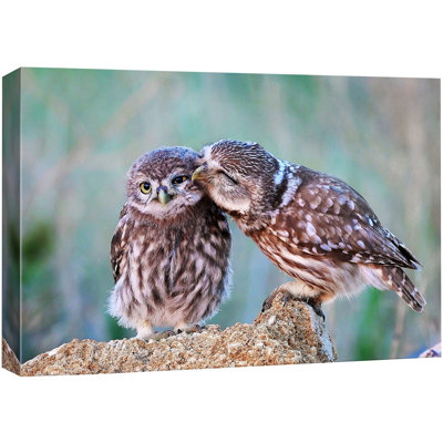 Oiseau, deux hiboux sur un arbre, animaux, photographie dans le désert, gros plan, détente, calme, ultra HTB14