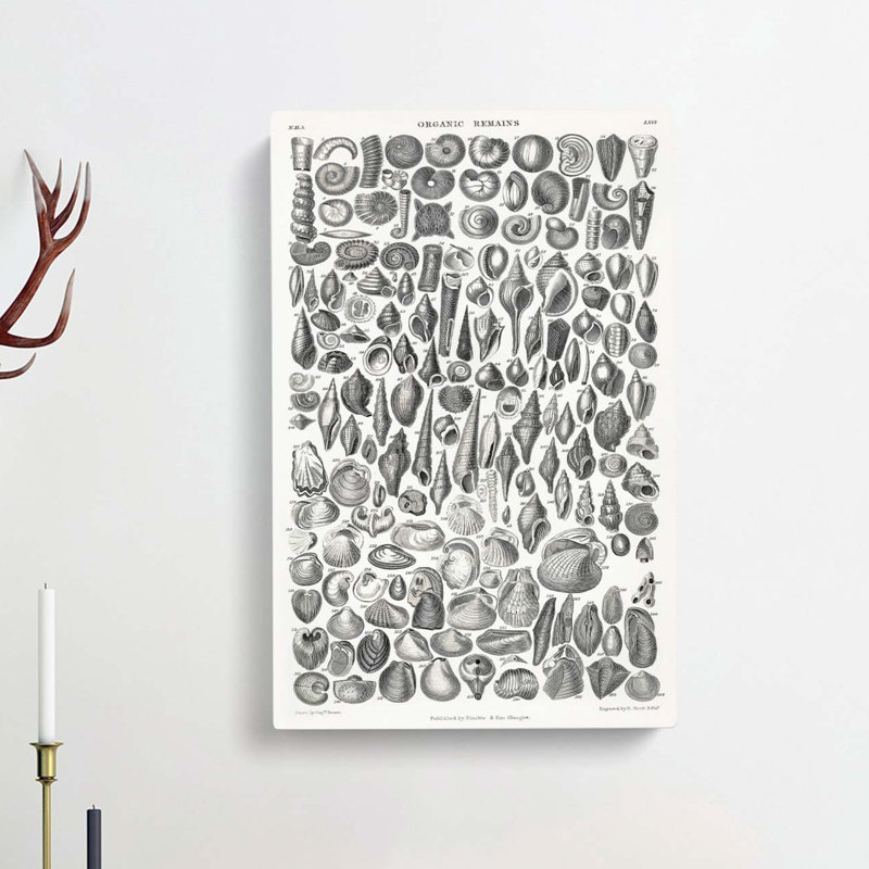 Study Of Mollusc Shells LXVI by Oliver Goldsmith - Wrapped Canvas Print, 50cm H x 35cm W x 3cm D