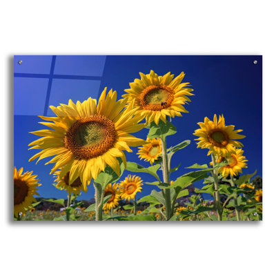 Art mural en verre Ebern Designs «Golden Sunflowers» par Rick Berk