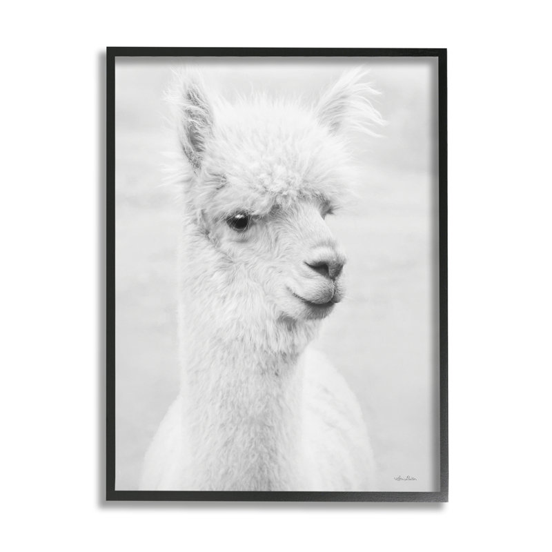 Animal de ferme alpaga monochrome - photographie, Giclée encadrée noir minuit, H 14 po x l 11 po x P 1,5 po