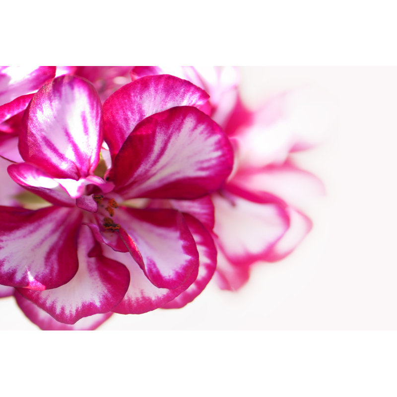 Purple Petunia On White Background. - Wrapped Canvas Print, 30cm H x 46cm W x 3.8cm D