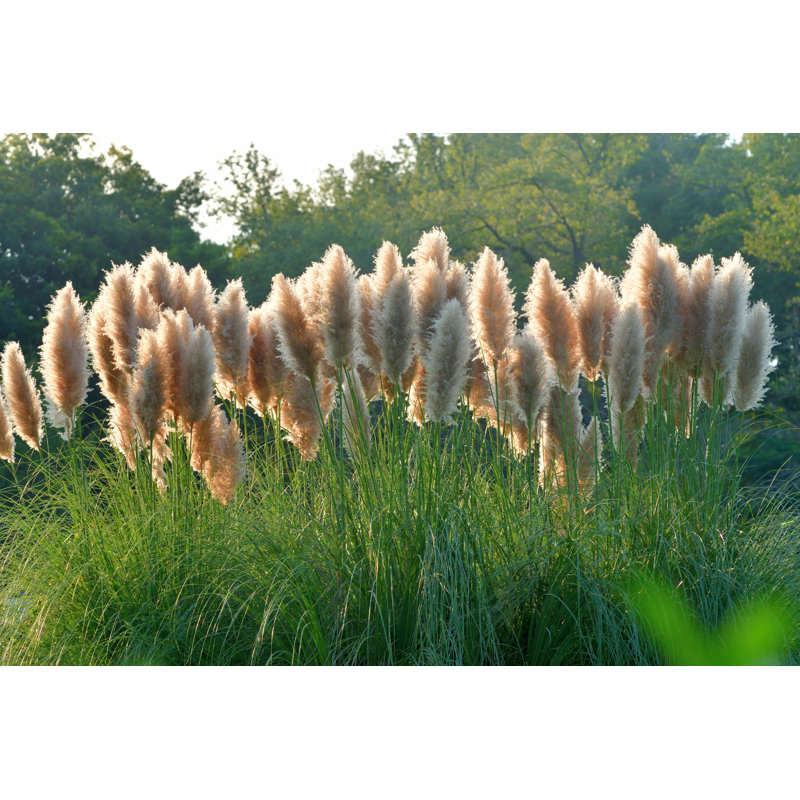 Red Pampas Grass by Magicflute002 - Wrapped Canvas Print, 51cm H x 76cm W