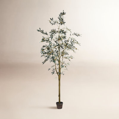 Winnetka Olive Tree in Pot
