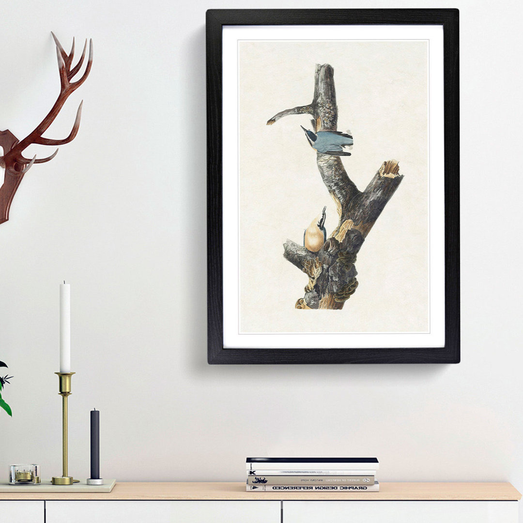 Red-Breasted Nuthatch Birds by John James Audubon - Picture Frame Painting Print