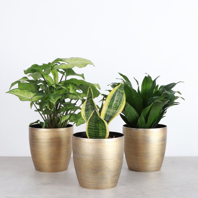 Live Low Light Houseplant Set, Gold