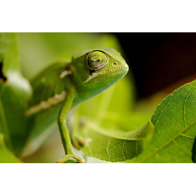 Chameleon - Wrapped Canvas Print
