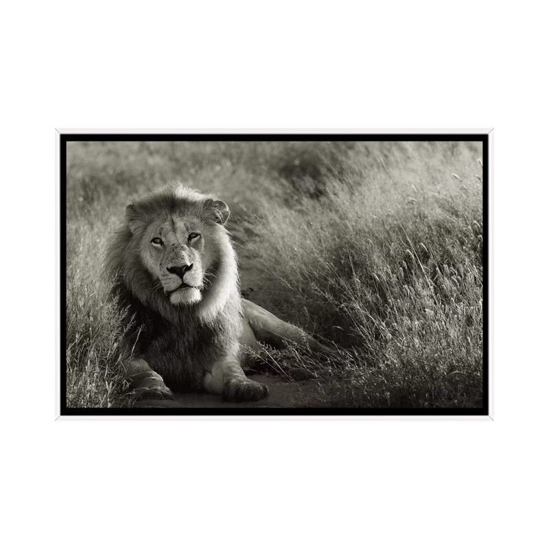 B&W Lion At Rest by Klaus Tiedge - Print on Canvas, White Framed, 66.04 cm H x 45.72 cm W