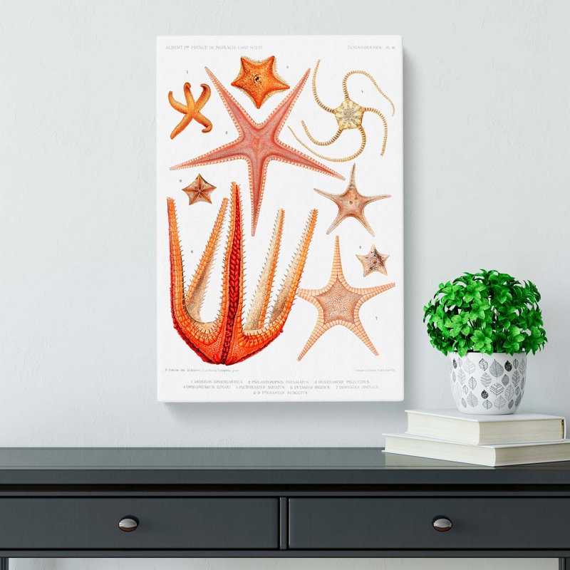 Starfish Illustrations by Albert I - Wrapped Canvas, 76cm H x 50cm W x 3cm D