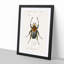 Beetle Illustration PL.6 by Charles D'Orbigny - Single Picture Frame Print-55543995-55543998