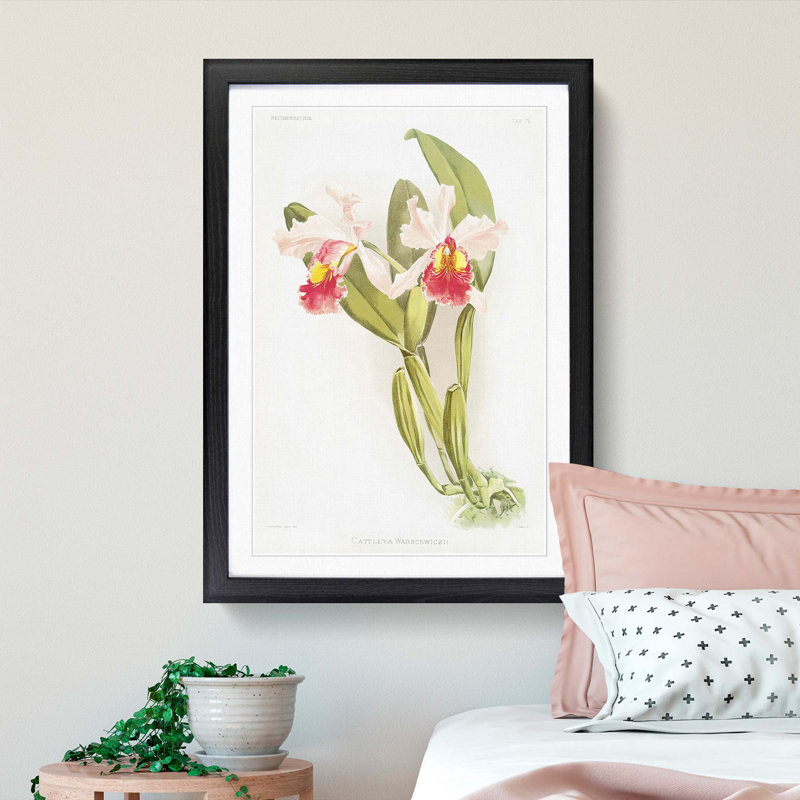 Magnolia Flowers Illustration Tab.72 by Frederick Sander - Picture Frame Painting Print, 76cm H x 50cm W x 2cm D, Black