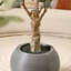 Akita 7' Faux Olive Tree