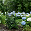 Treillis de jardin en fer 70,8 po H x 24,5 po