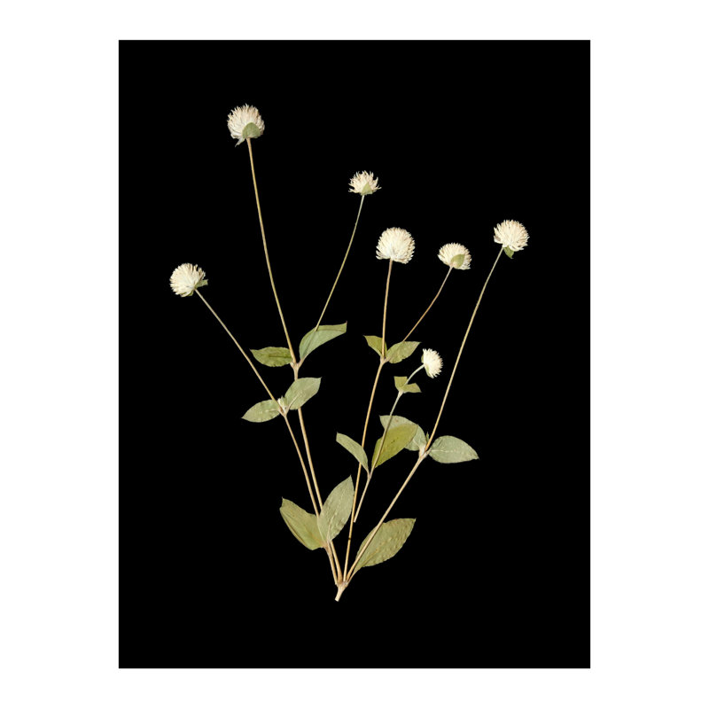 Pressed Botanical Giclees On Black Set by Sandy Whitaker, 35" H x 39.75" W, Antique Gold