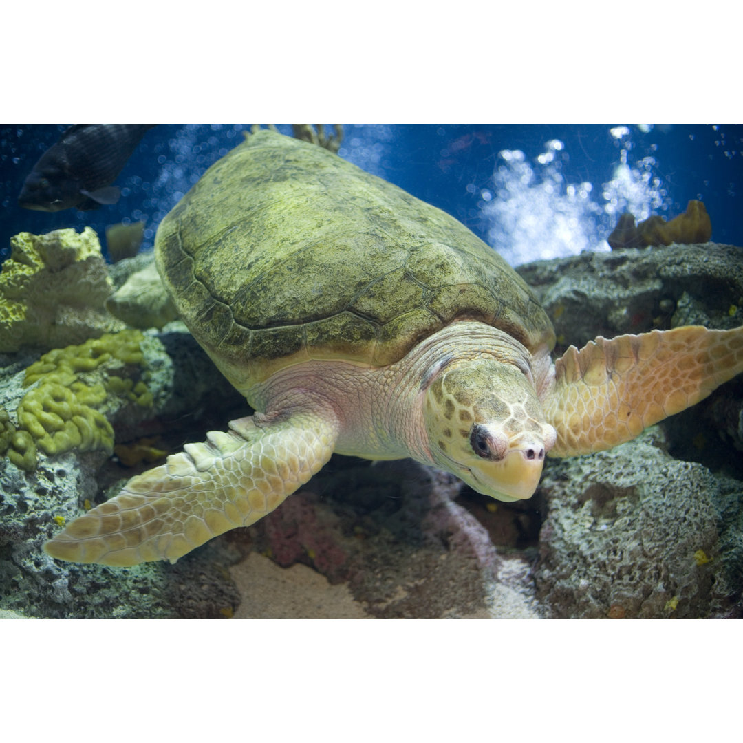 Unechte Karettschildkröte schwimmend von Alantobey - Druck auf Leinwand ohne Rahmen