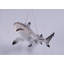 Statue requin à pointe noire