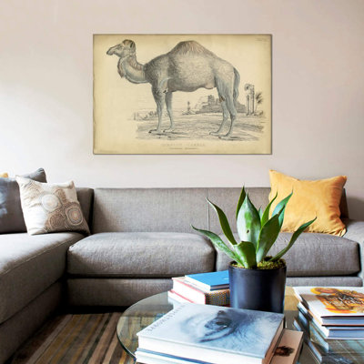 " Camel Dromedary " by PI Collection