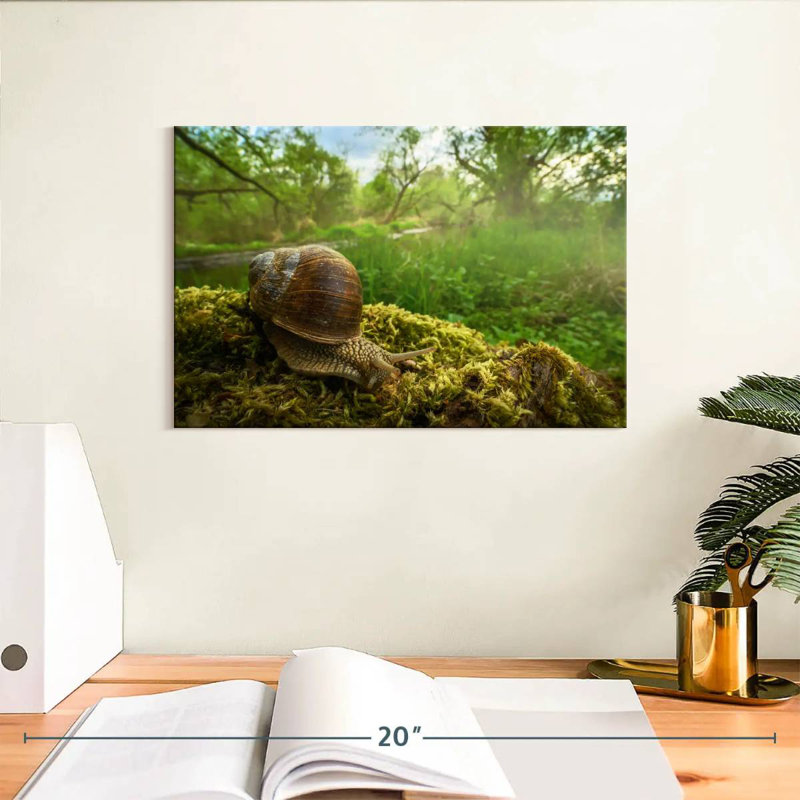 Escargot de jardin romain, H 8 po x l 12 po