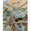 Baobab 12 - Light Chandelier