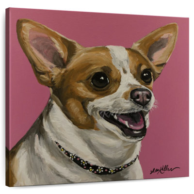 Crowle Chihuahua Bella
