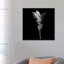 « curcuma iii, b&w » par magda indigo, impression sur toile-31920096-73555380-73555385