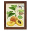 «Apricot Study I», reproduction d'art sur papier-827859043-827859033