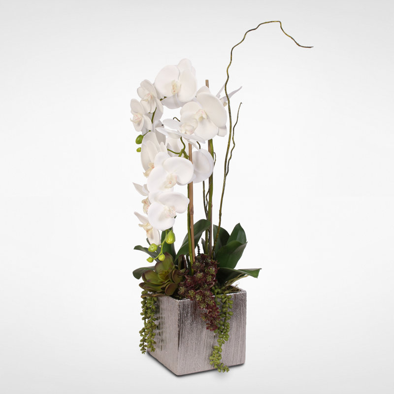 Elegant White Orchid and Succulent Arrangement in Silver Ceramic Pot