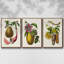 Ensemble de 3 pièces encadrées sur toile sépia botaniques IV-97711010-97711015