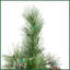 7 pi. Arbre de Noël en cachemire et poils de neige mélangés avec 75 cônes de pin et 900 lumières DEL - UL, 1233 pointes, diamètre: 59