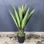 Fausse agave botanique au fini vert