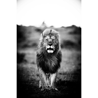A Lions Portrait - No Frame Rectangle Print