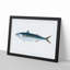 Mackerel Fish by Edward Donovan - Framed Print