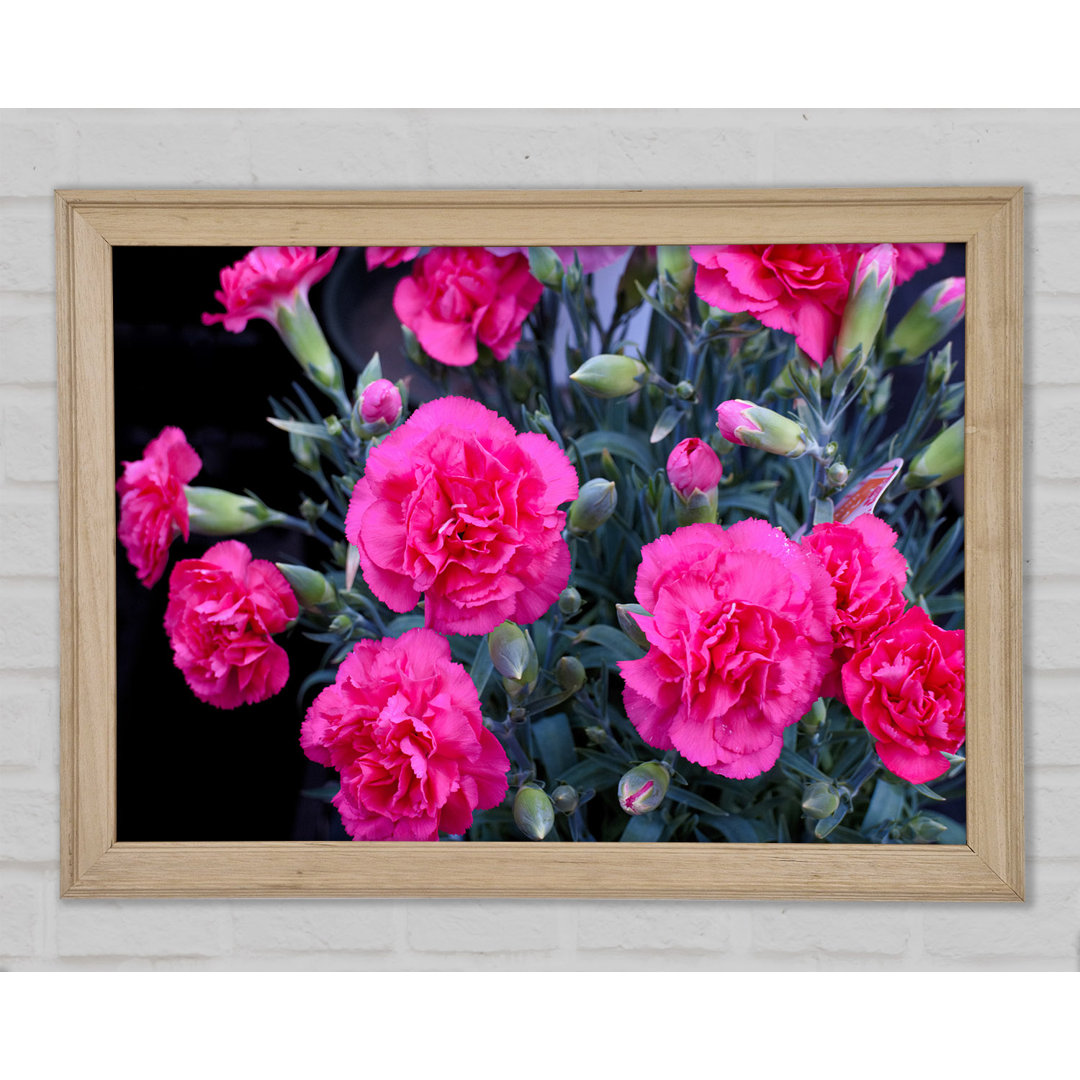 Aufgehende rosa Blumen - Druck