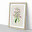 Purple Beardtongue Flower Illustration - Framed Print-55616362-55616367