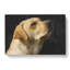Golden Labrador Dog Vol.1 - Wrapped Canvas Print-61852238