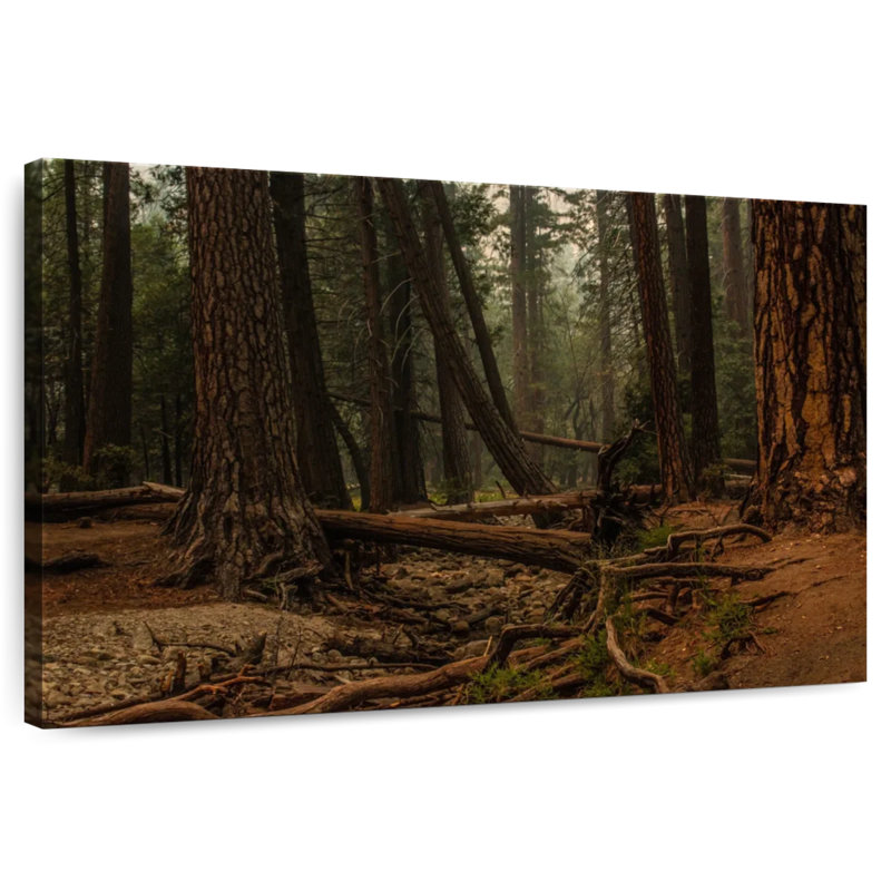 Harnek, séquoia, forêt
