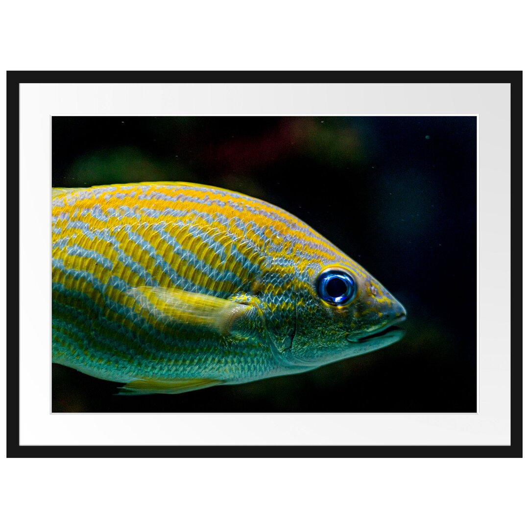 Gestreifter Fisch Gerahmter Fotokunstdruck Poster