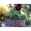 Planter-748794097-748794110