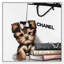 «Fashion Book Yorkie Glam Custom», impression-66971887-66971886