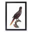 Black Lory by F. Levaillant - Picture Frame Art Print-55512583-55512582