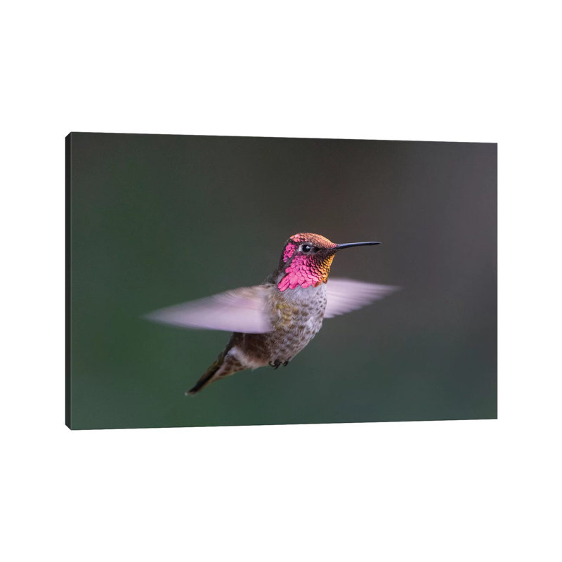 Anna's Hummingbird by Gary Luhm - Wrapped Canvas Print, 20.32 cm H x 30.48 cm W