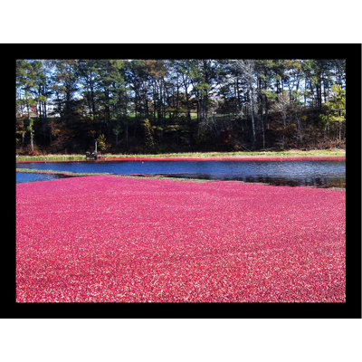 " Cranberry Harvest " by Joseph Condon
